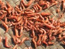 cambodia 560 * getrocknete Shrimps * 2048 x 1536 * (1.31MB)